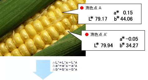 とうもろこしにおける測色点