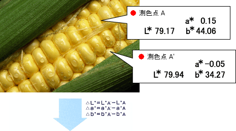 とうもろこしにおける測色点